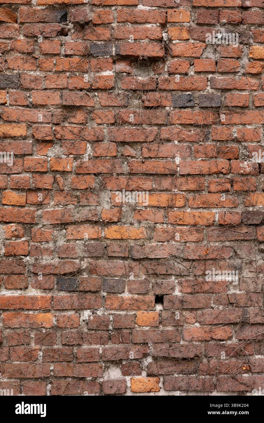 Gros plan d'un mur de briques rouges altérées, brisées et tordues avec des vignes séchées Banque D'Images