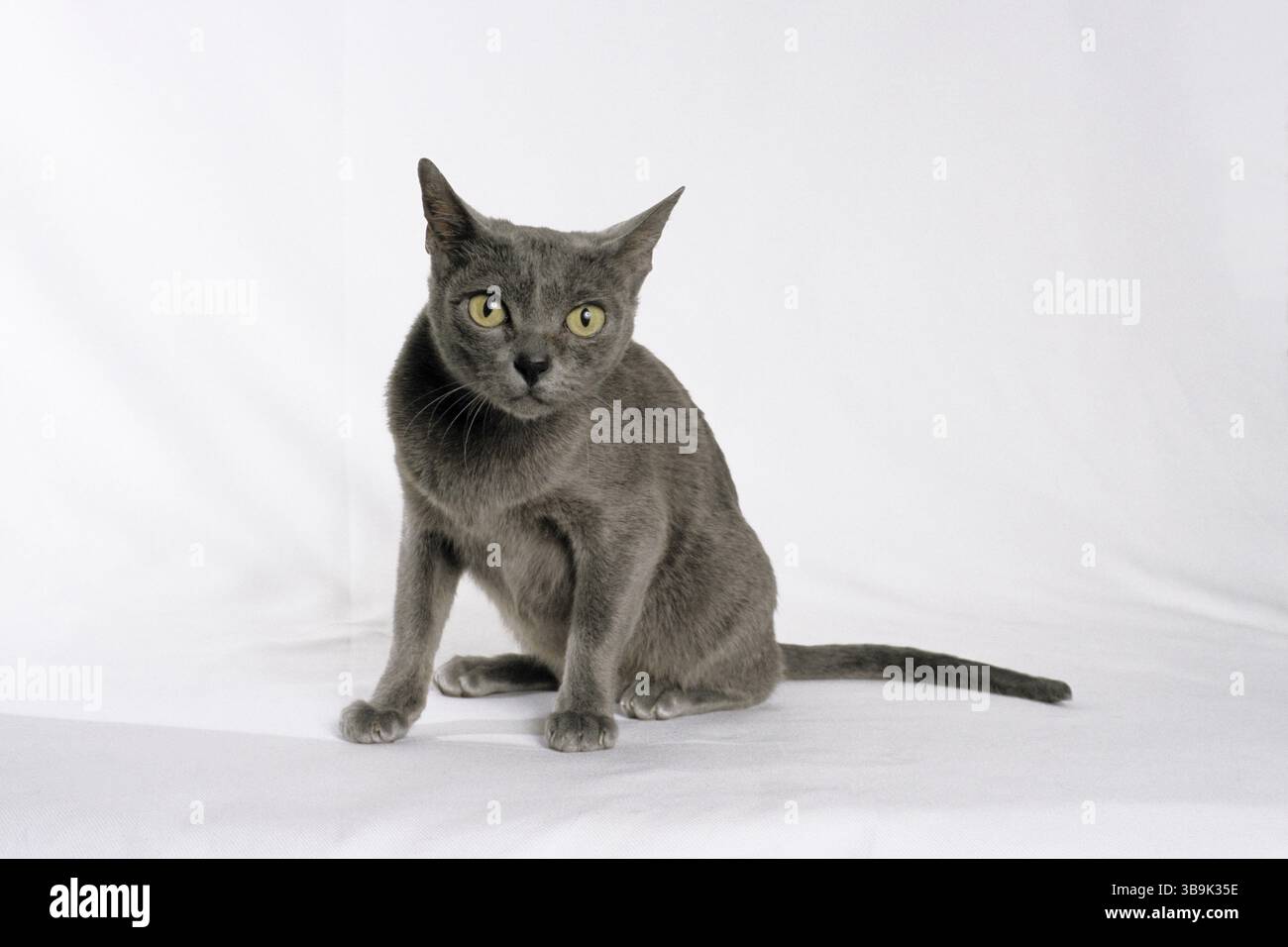cat, korat cat Banque D'Images