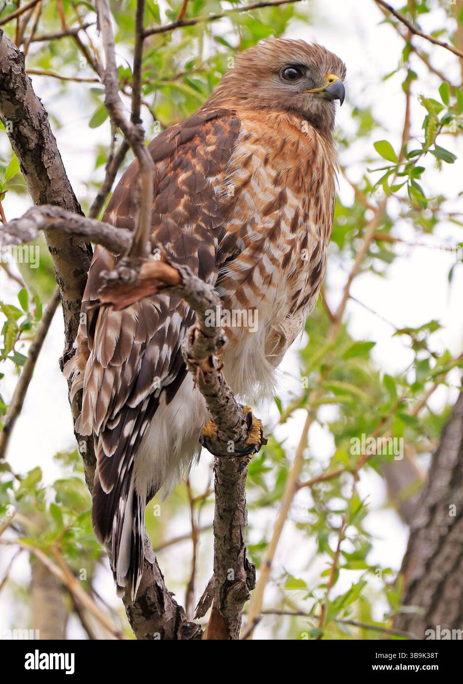 Faucon à épaules rouges perché dans un arbre, Québec, Canada Banque D'Images
