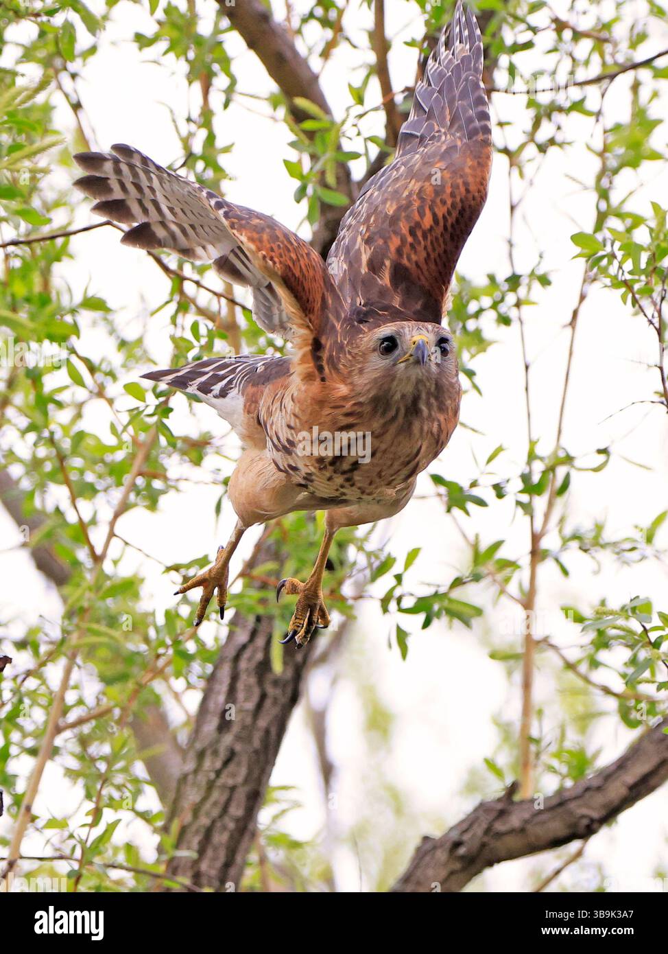 Hawk à épaules rouges volant dans la forêt, Québec, Canada Banque D'Images