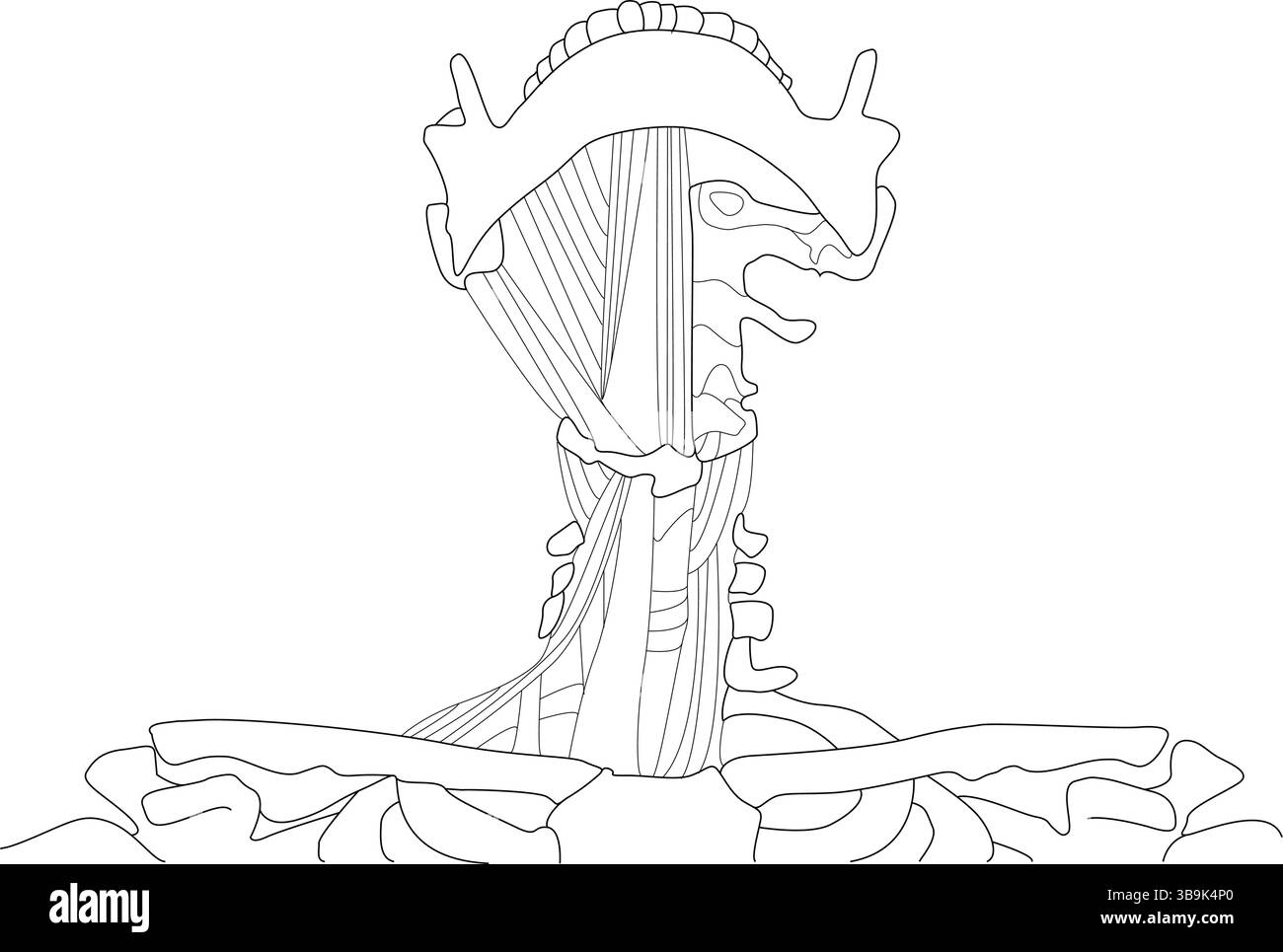 Dessin au trait noir et blanc illustrant les muscles et les os de la région du cou et de la mâchoire humaine, y compris la mandibule et les structures se connectant à la Illustration de Vecteur