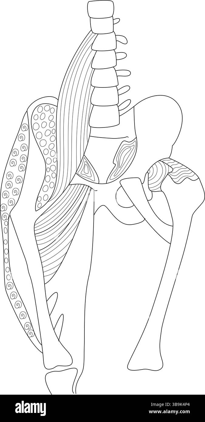 Illustration détaillée des lignes noire et blanche montrant l'anatomie de la colonne lombaire humaine, du bassin, de l'articulation de la hanche, du fémur et des muscles profonds associés Illustration de Vecteur