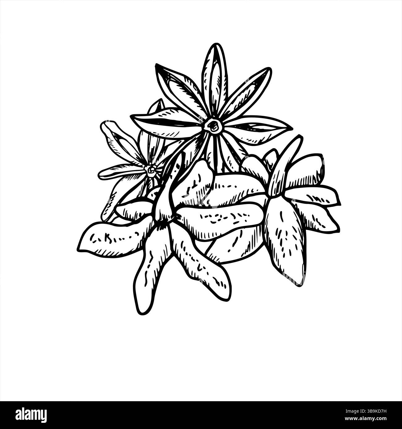 Illustration vectorielle de pile de gousses d'anis étoilé séchée en noir et blanc. Dessin de gravure de tas badien monochrome. Ingrédient d'assaisonnement pour emballage d'épices Illustration de Vecteur