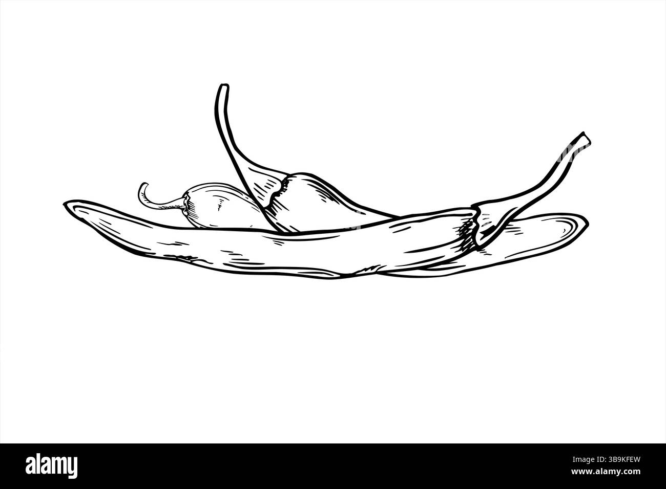 trois fines gousses de piment illustration vectorielle noir et blanc dans un style linéaire. Jalapeno ou croquis de cayenne réaliste pour l'emballage alimentaire épicé, Illustration de Vecteur