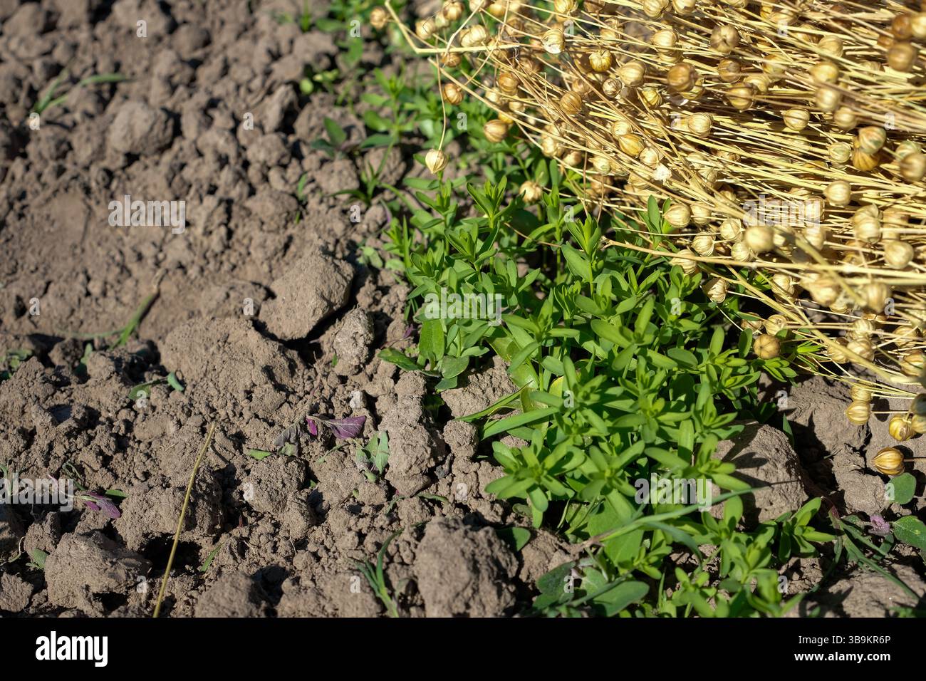 La culture du lin. Jeunes plants de lin vert dans le champ. Gousses de graines de lin sèches. Texture du sol. Journée ensoleillée. Contexte naturel, biologique et agricole. Banque D'Images