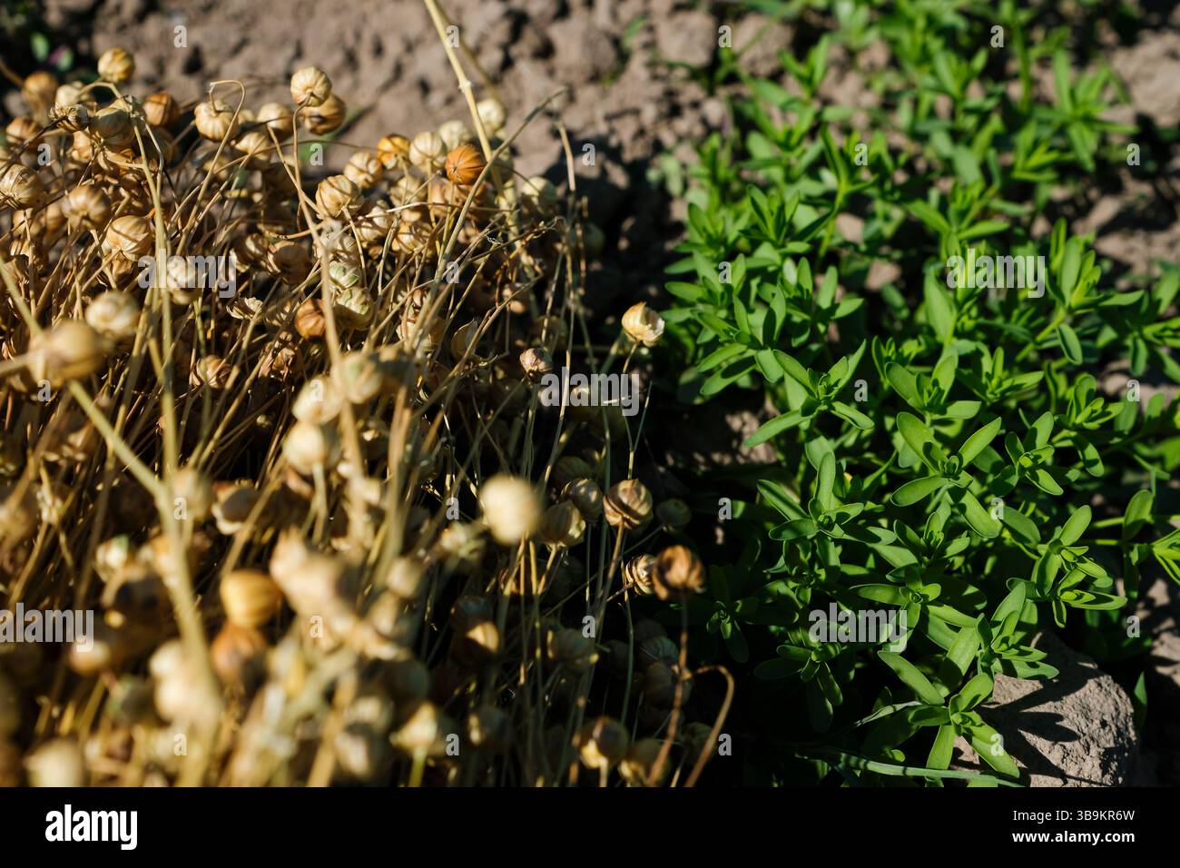 La culture du lin. Les jeunes plants de lin vert poussent dans un sol meuble et sec. Gousses de graines de lin sèches. Contexte naturel, biologique et agricole. Copier l'espace. Banque D'Images