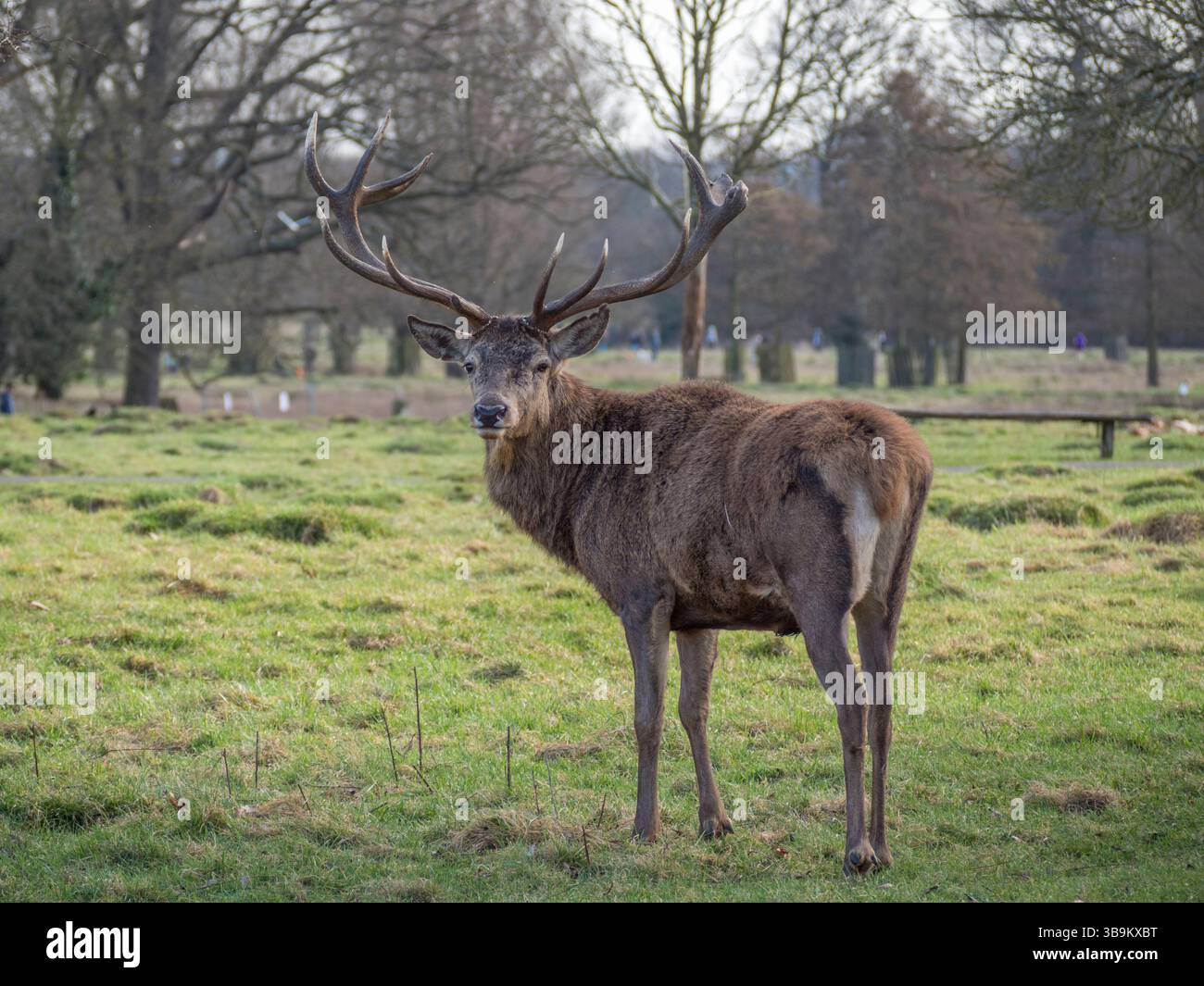 Un grand cerf mâle rouge, Bushy Park, Richmond upon Thames, Royaume-Uni. Banque D'Images