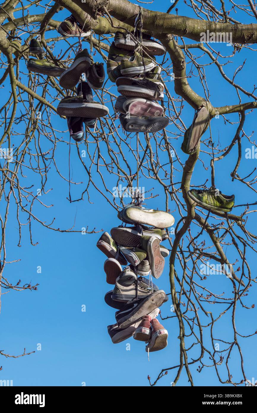 The Shoe Tree (chaussures de skateboard usées) dans le parc de skateboard à Bushy Park, Richmond, Royaume-Uni. Banque D'Images