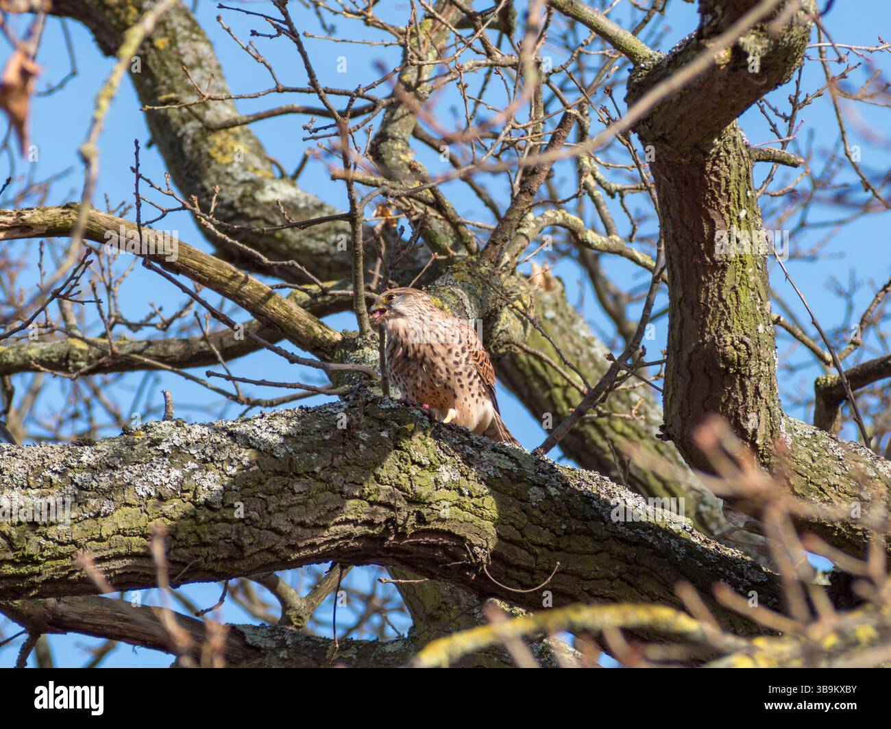 Une jeune crécerelle assise dans un arbre se nourrissant après une chasse réussie, Bushy Park, Londres, Royaume-Uni. Banque D'Images
