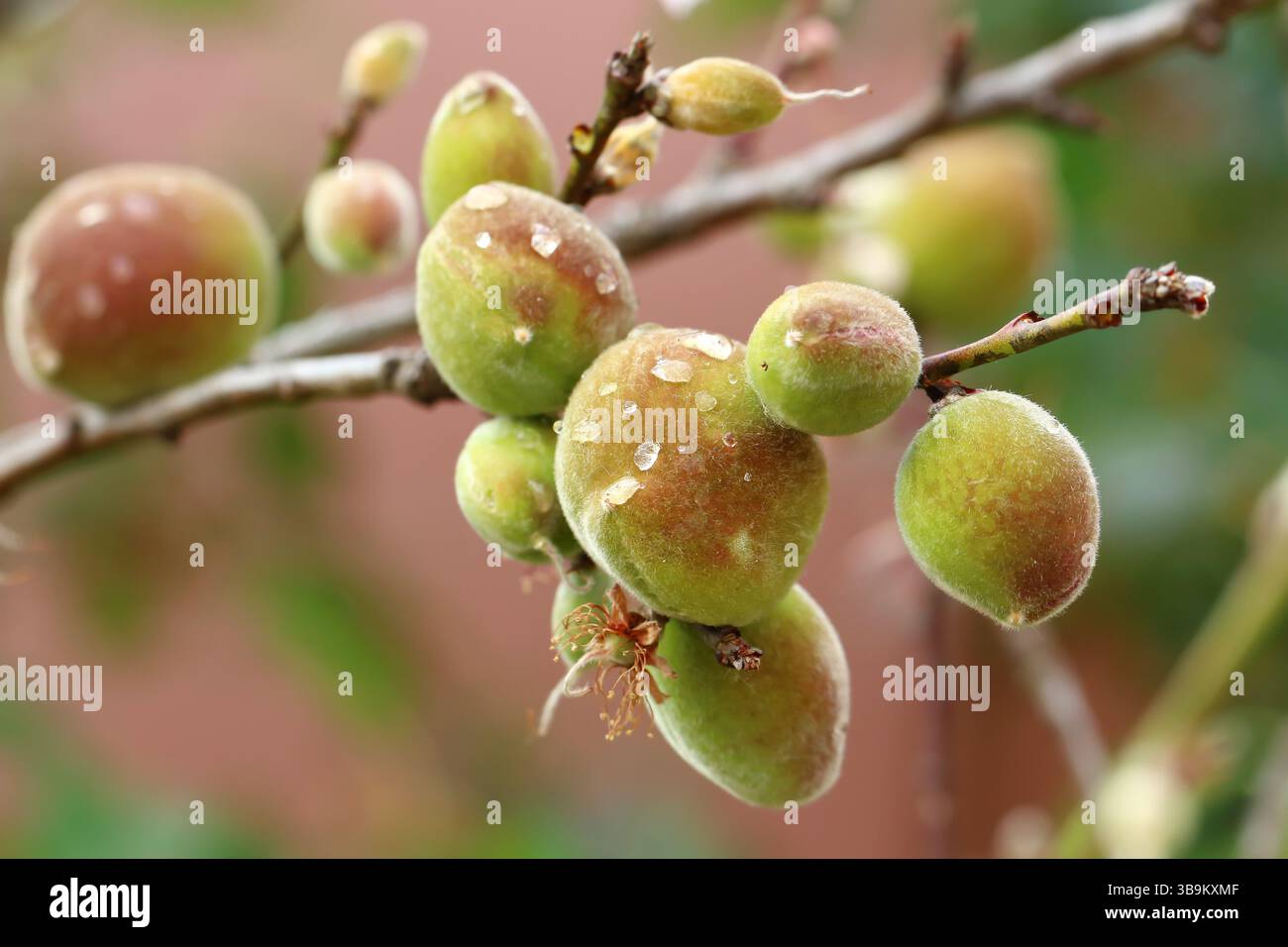 Gros plan sur les jeunes fruits de la pêche sur l'arbre Banque D'Images