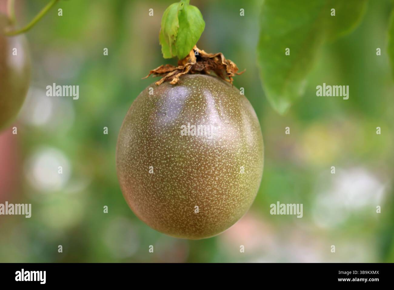 Gros plan fruit de la passion frais / fruit de la passion (Passiflora edulis) sur la vigne. Banque D'Images