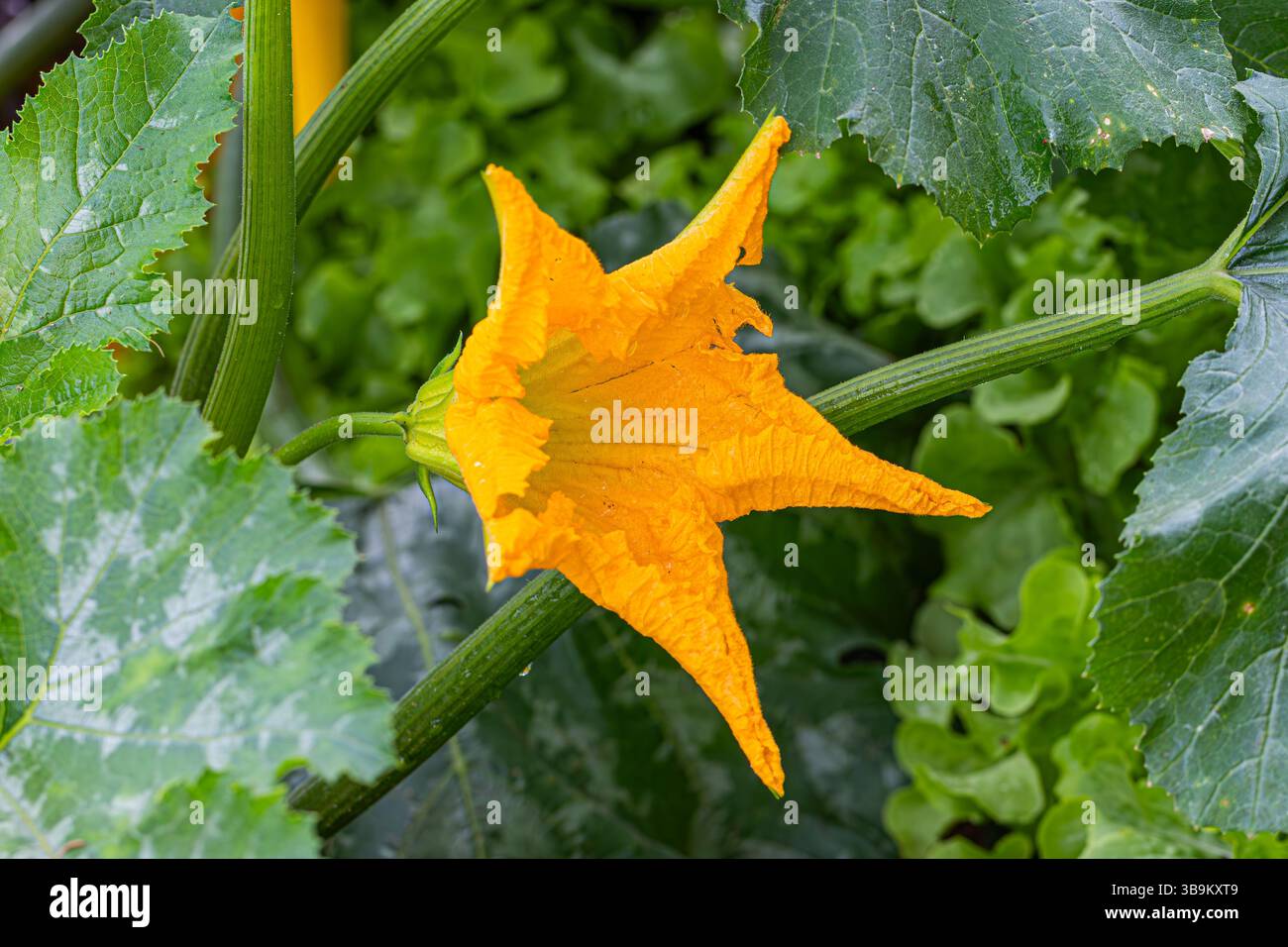 Gros plan fleur de courgette jaune sur fond de feuille verte Banque D'Images