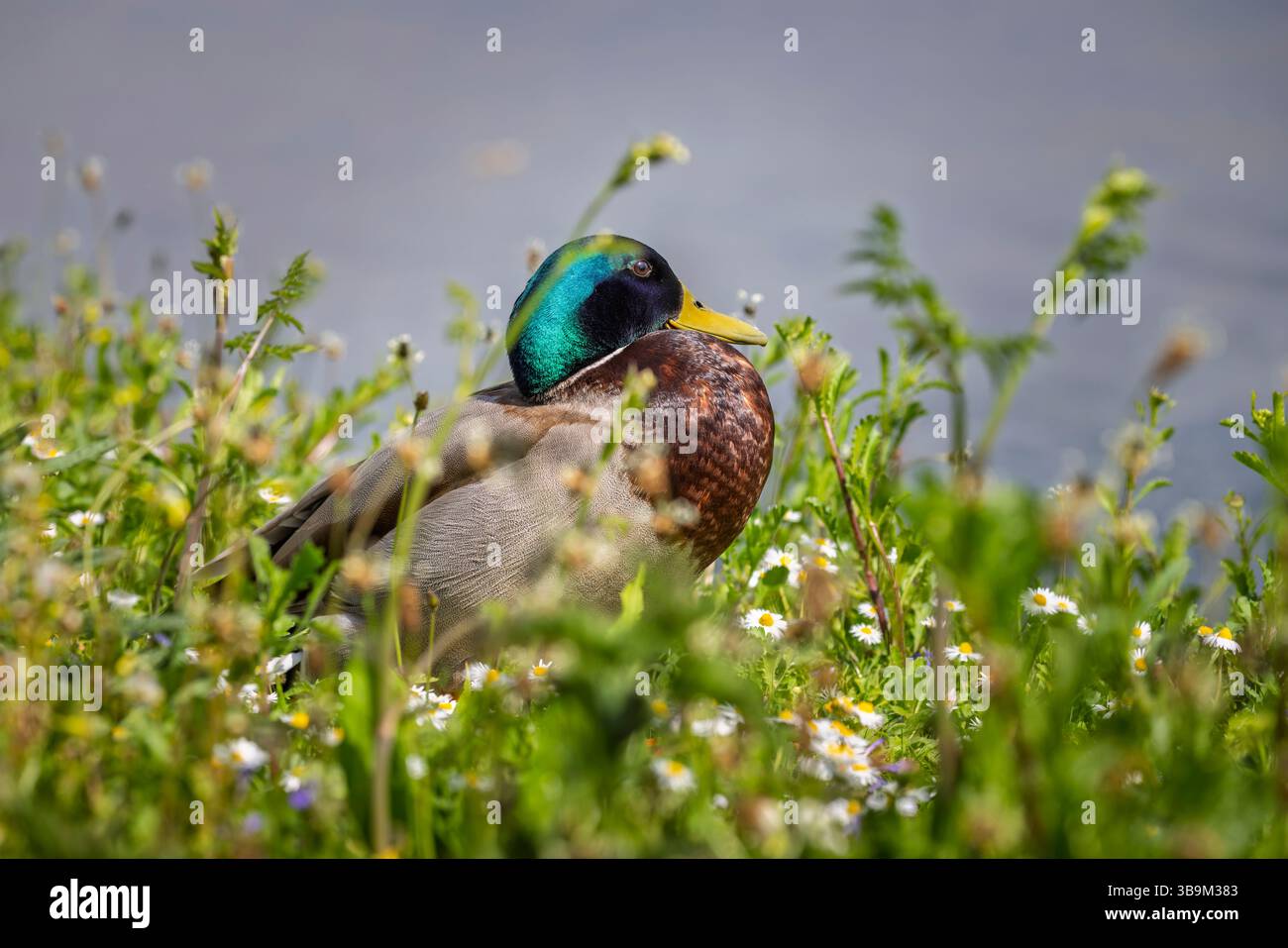 Un canard colvert (Anas platyrhynchos) drake au repos au WWT Slimbridge Wetland Centre, une zone naturelle et faunique à Slimbridge, Gloucestershire, Angleterre Banque D'Images