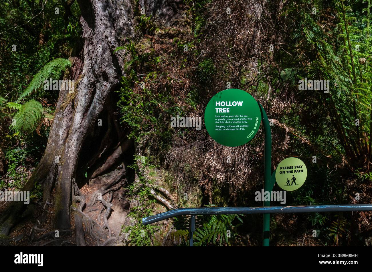 Arbre creux, panneau d'information sur la forêt de Maits Rest, Maits Rest, Australie Banque D'Images