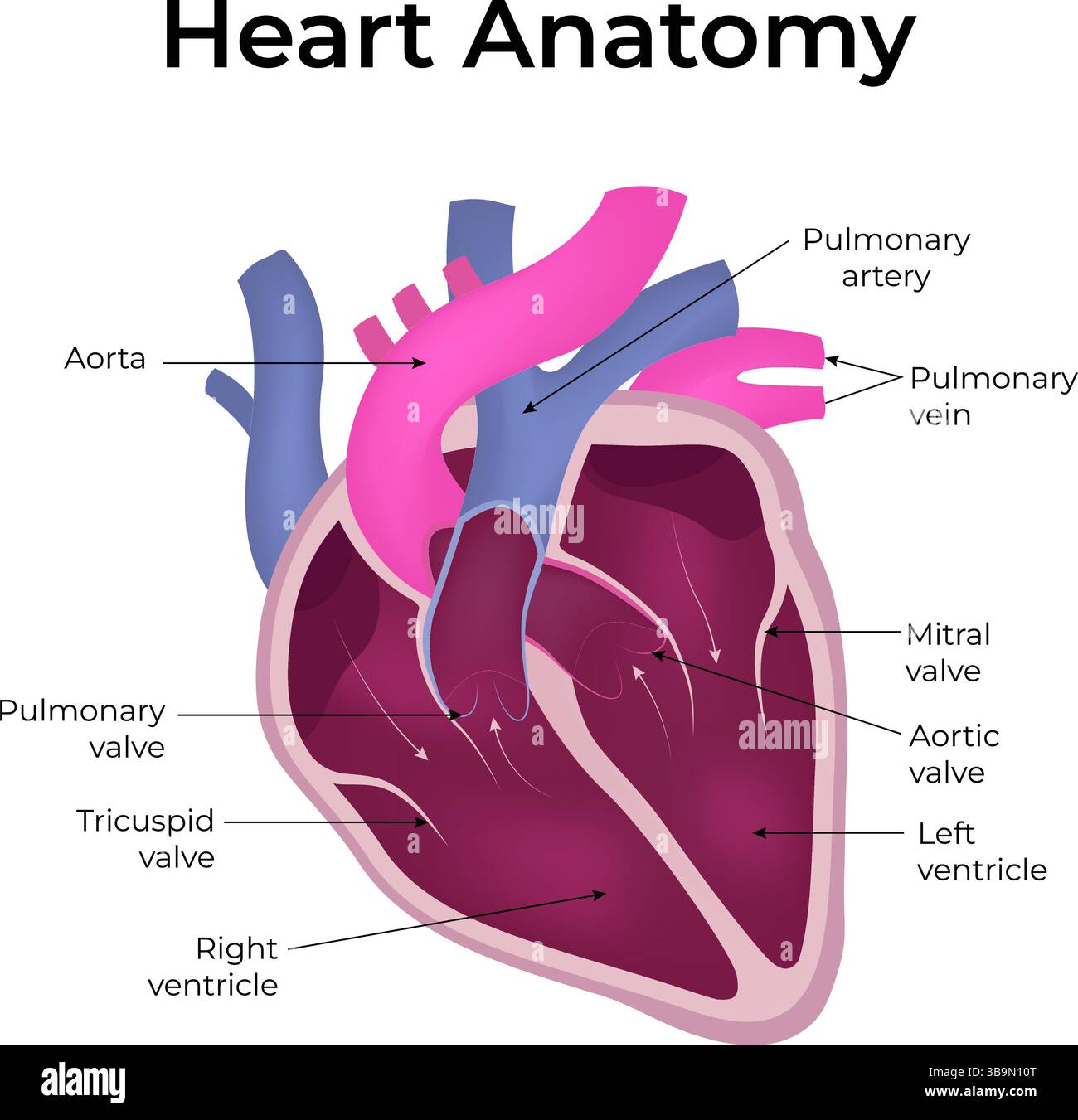 Illustration vectorielle de conception d'anatomie cardiaque Illustration de Vecteur