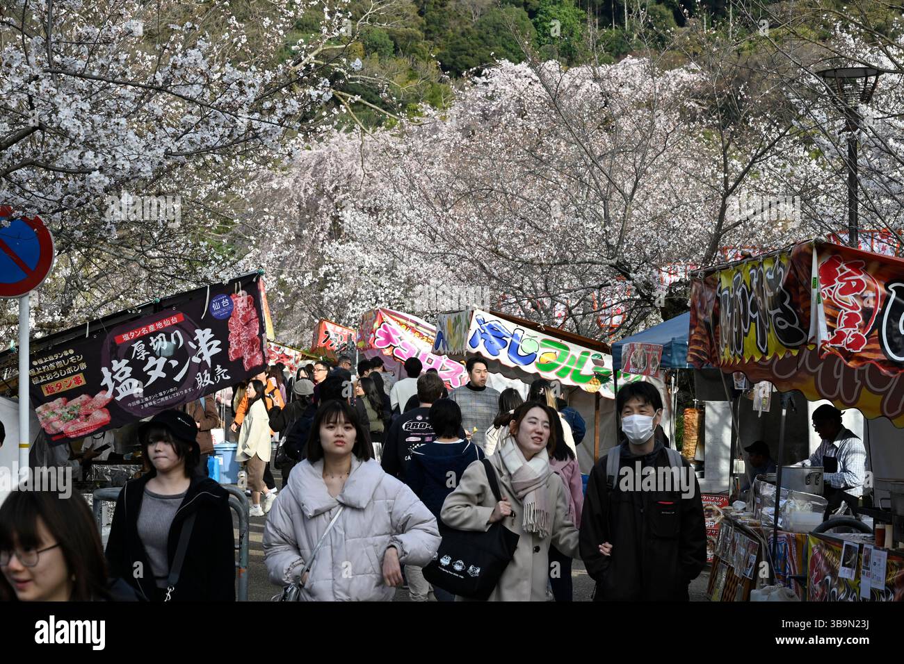 Festival Hanami au parc Maruyama, Kyoto, Japon. Banque D'Images