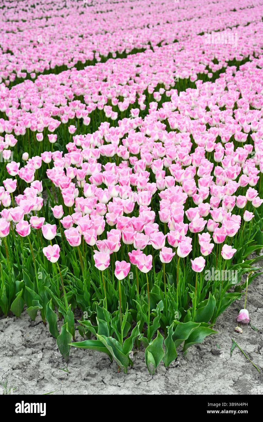 Domaine de la Tulipe Rose Banque D'Images