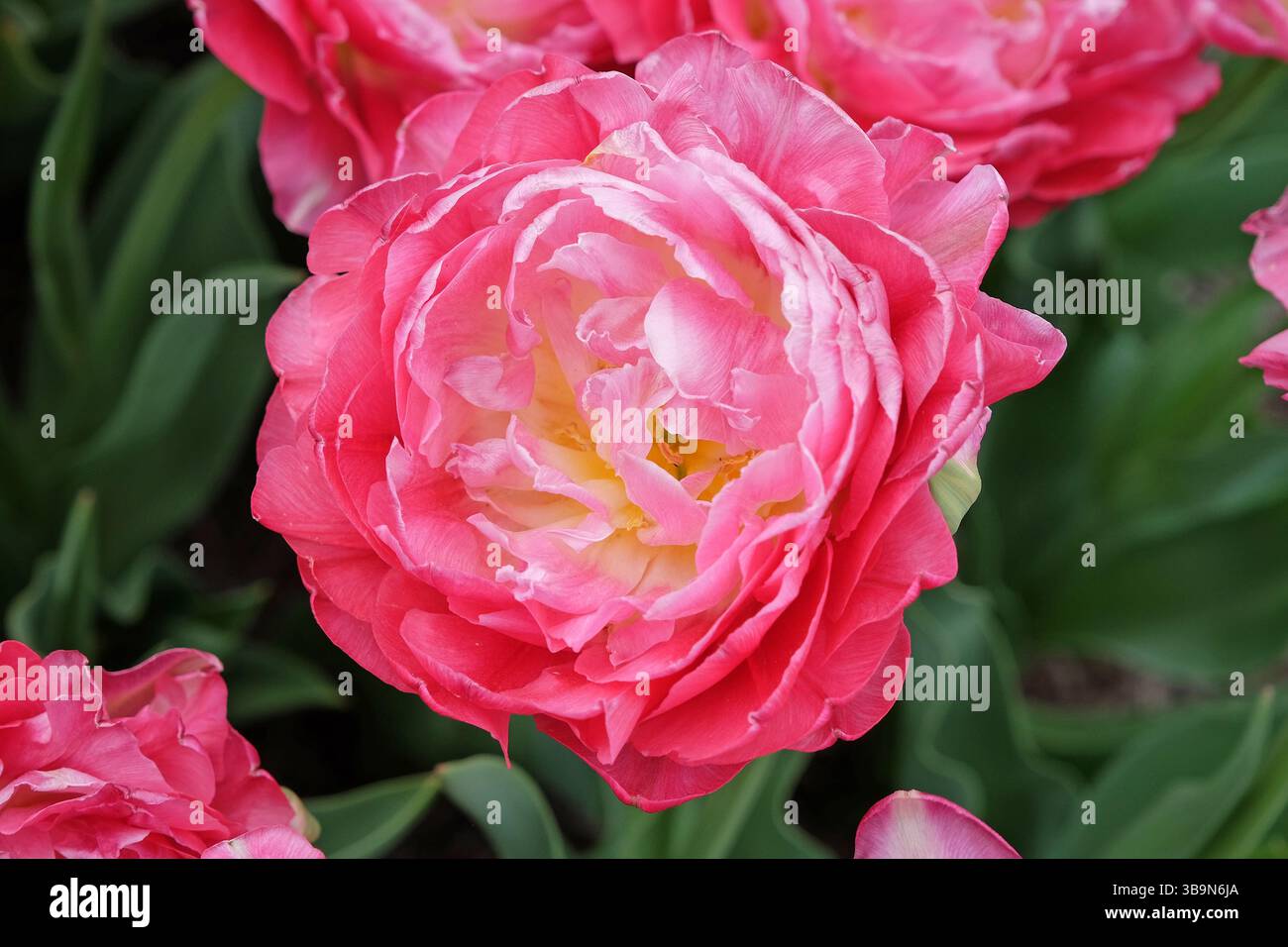 Rose double tulipe tardive, tulipa « double sucre » en fleur. Banque D'Images