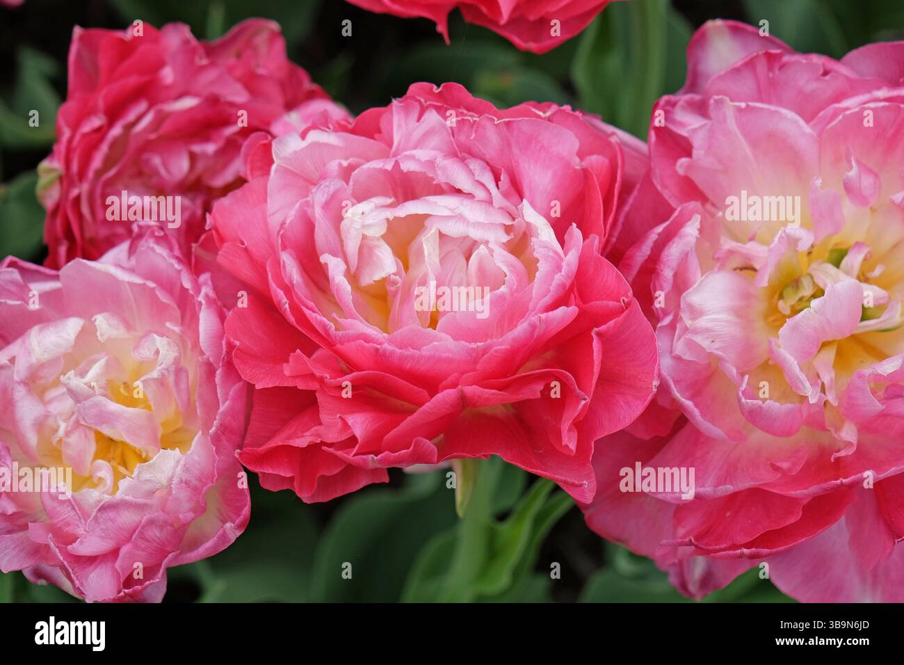 Rose double tulipe tardive, tulipa « double sucre » en fleur. Banque D'Images