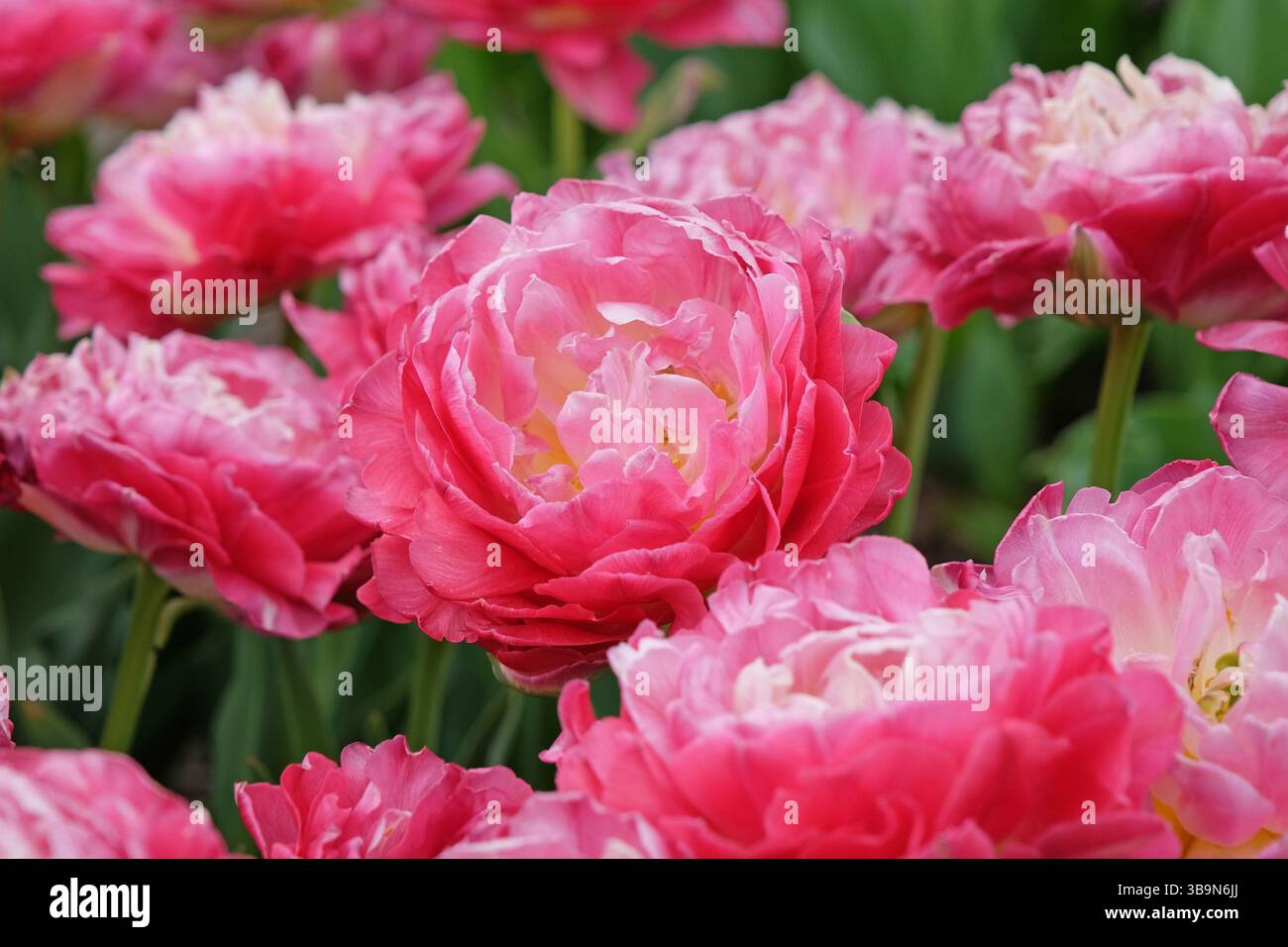 Rose double tulipe tardive, tulipa « double sucre » en fleur. Banque D'Images