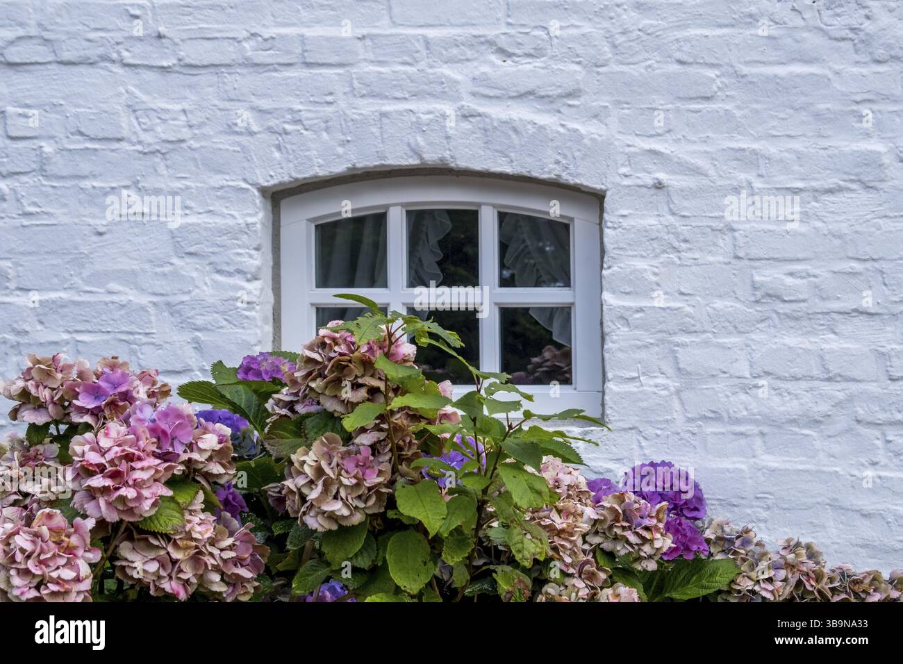 Mur de briques blanches avec petite fenêtre, en face de lui hortensias florissantes dans les tons violets et roses, Foehr, Nordfriesland, Schleswig-Holstein, Allemagne, UE Banque D'Images