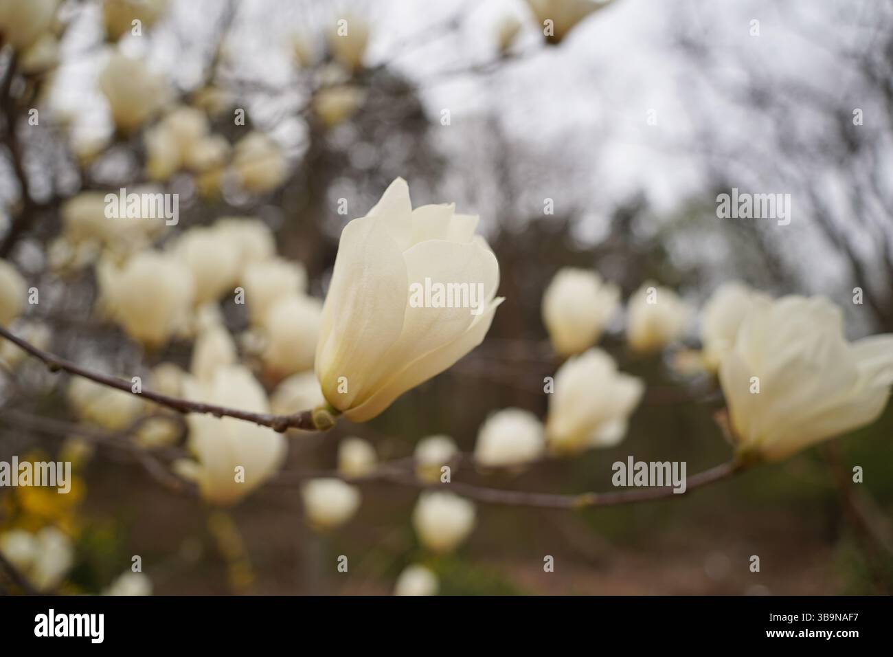 Gros plan de fleurs blanches de magnolia en fleurs sur des branches d'arbres Banque D'Images