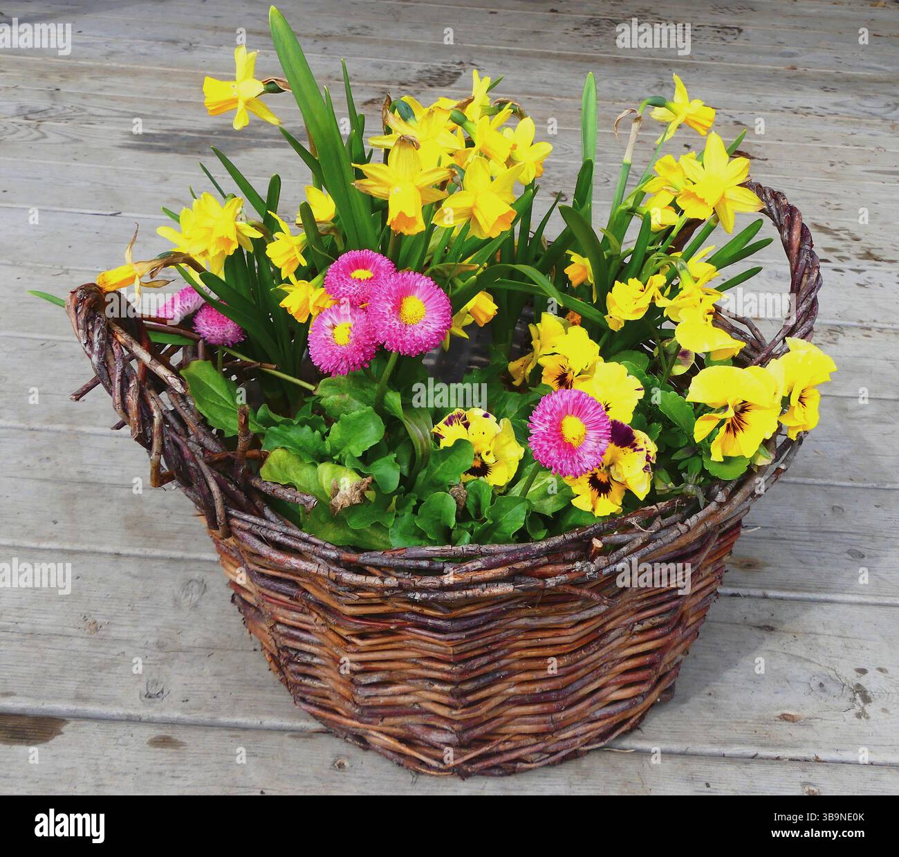 Les fleurs de printemps dans un panier Banque D'Images Les fleurs de printemps dans un panier Banque D'Images