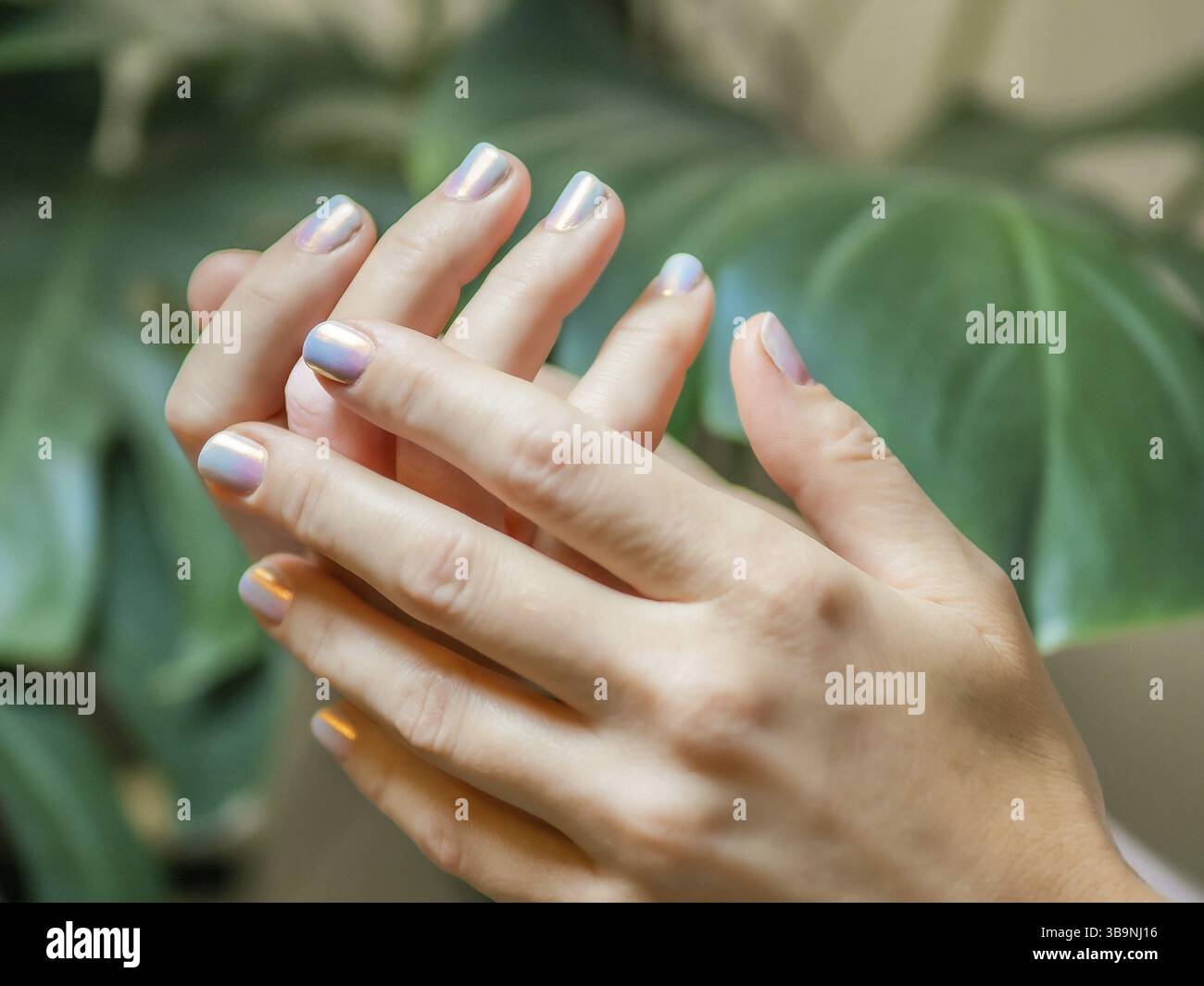 Mains féminines avec manucure d'ongles ombre de chrome violet clair. Ongles de femme avec des ongles d'aura rose et bleu gradient sur fond vert luxuriant. Aesthet Banque D'Images