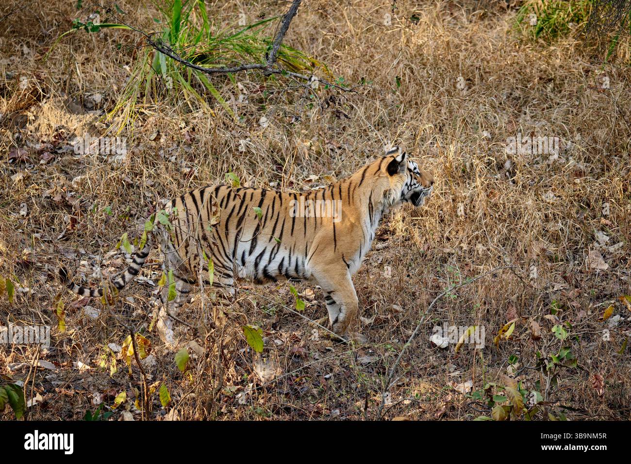 Tigre du Bengale (Panthera tigris tigris), tigresse de traçage, réserve de tigres de Pench, Inde, Asie Banque D'Images