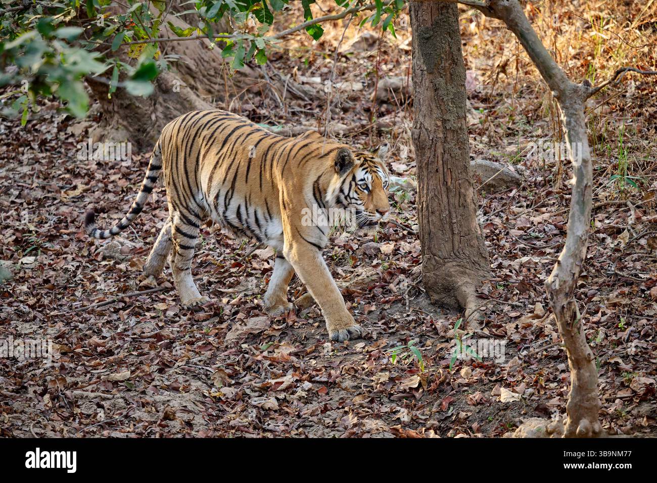 Tigre du Bengale (Panthera tigris tigris), tigresse de traçage, réserve de tigres de Pench, Inde, Asie Banque D'Images