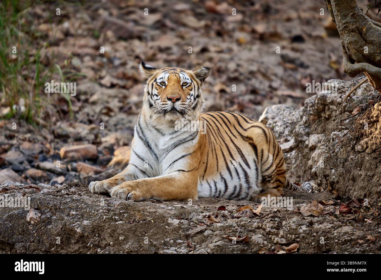 Tigre du Bengale (Panthera tigris tigris), tigresse au repos, réserve de tigres de Pench, Inde, Asie Banque D'Images