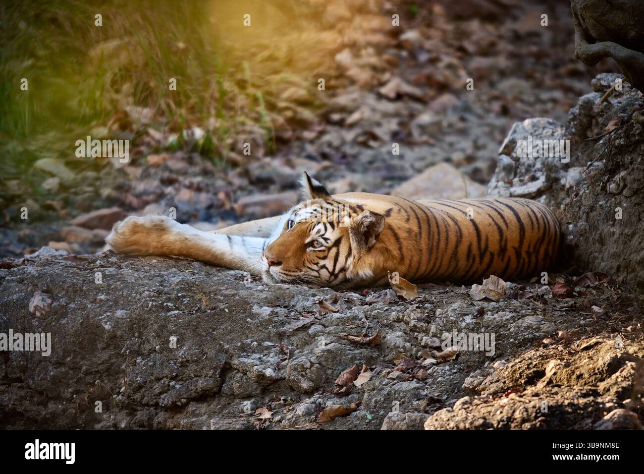 Tigre du Bengale (Panthera tigris tigris), tigresse au repos, réserve de tigres de Pench, Inde, Asie Banque D'Images