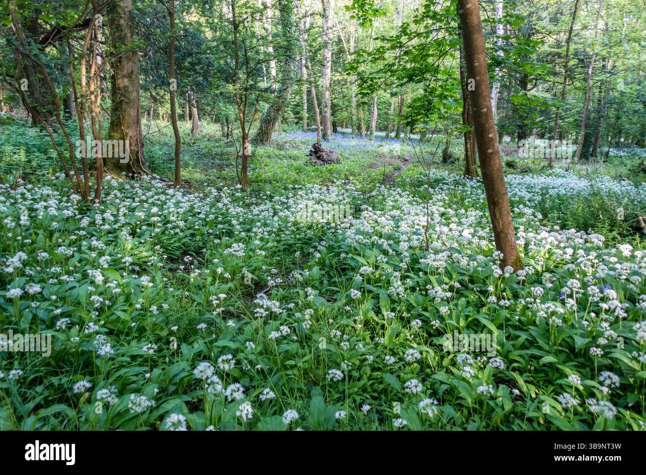 Blue Bell Woods près de St James Church, West St, Kingston Dorset, Purbeck Banque D'Images