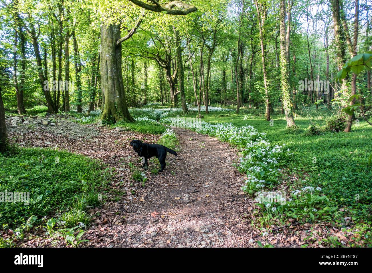 Blue Bell Woods près de St James Church, West St, Kingston Dorset, Purbeck Banque D'Images