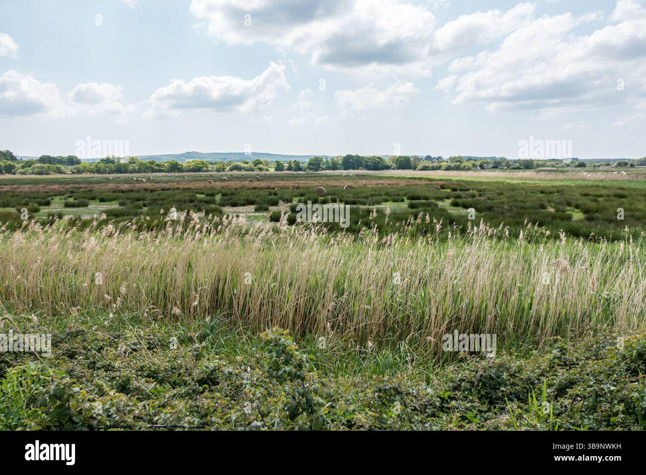 Sentier pédestre à côté de la rivière Frome, Wareham Dorset. Banque D'Images