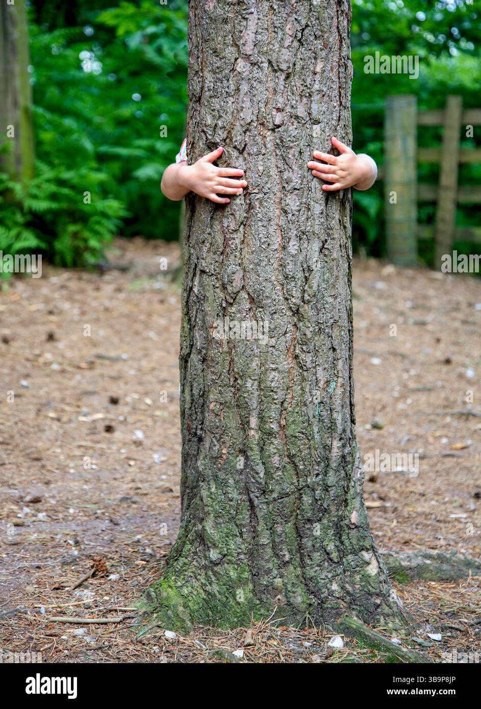 Tree Hugger. Banque D'Images
