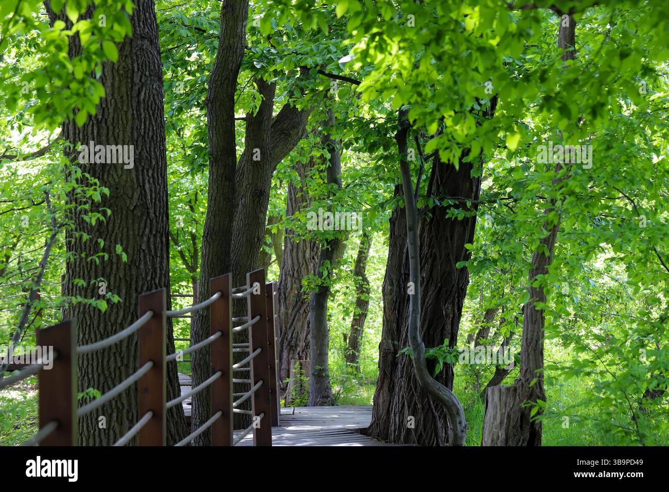 Un sentier forestier serein qui est magnifiquement entouré par un feuillage vert luxuriant tout autour Banque D'Images