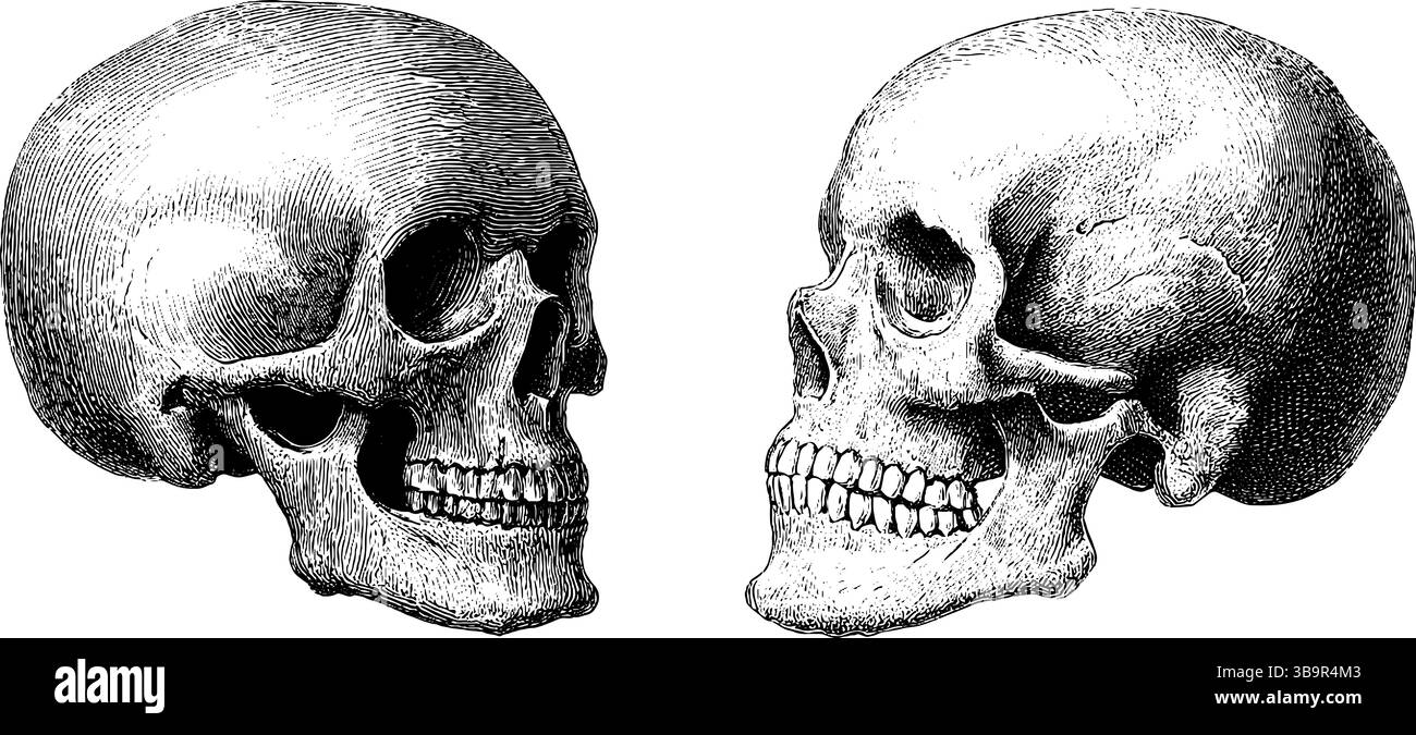 Profil crânien gravé et illustration de mâchoire pour l'étude et la conception anatomiques. Illustration de Vecteur