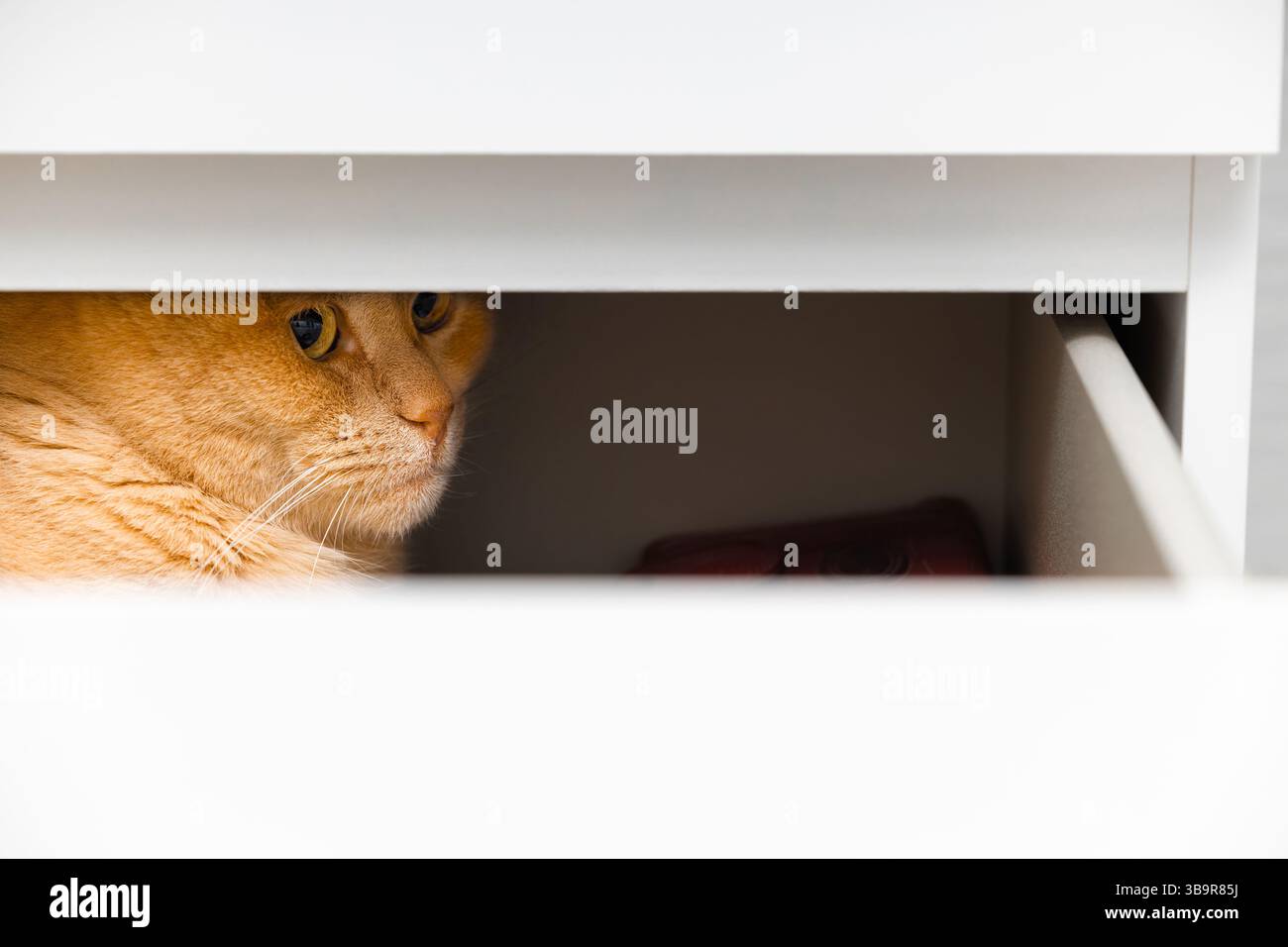 chat au gingembre caché dans le tiroir de la commode, gros plan. le chat se cache dans le placard. chat jouant à cache-cache. Banque D'Images