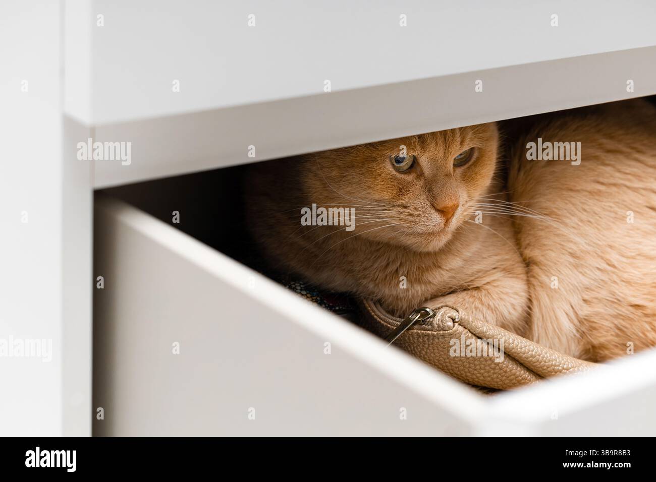 chat au gingembre caché dans le tiroir de la commode, gros plan. le chat se cache dans le placard. psychologie du chat. chat jouant à cache-cache. Banque D'Images