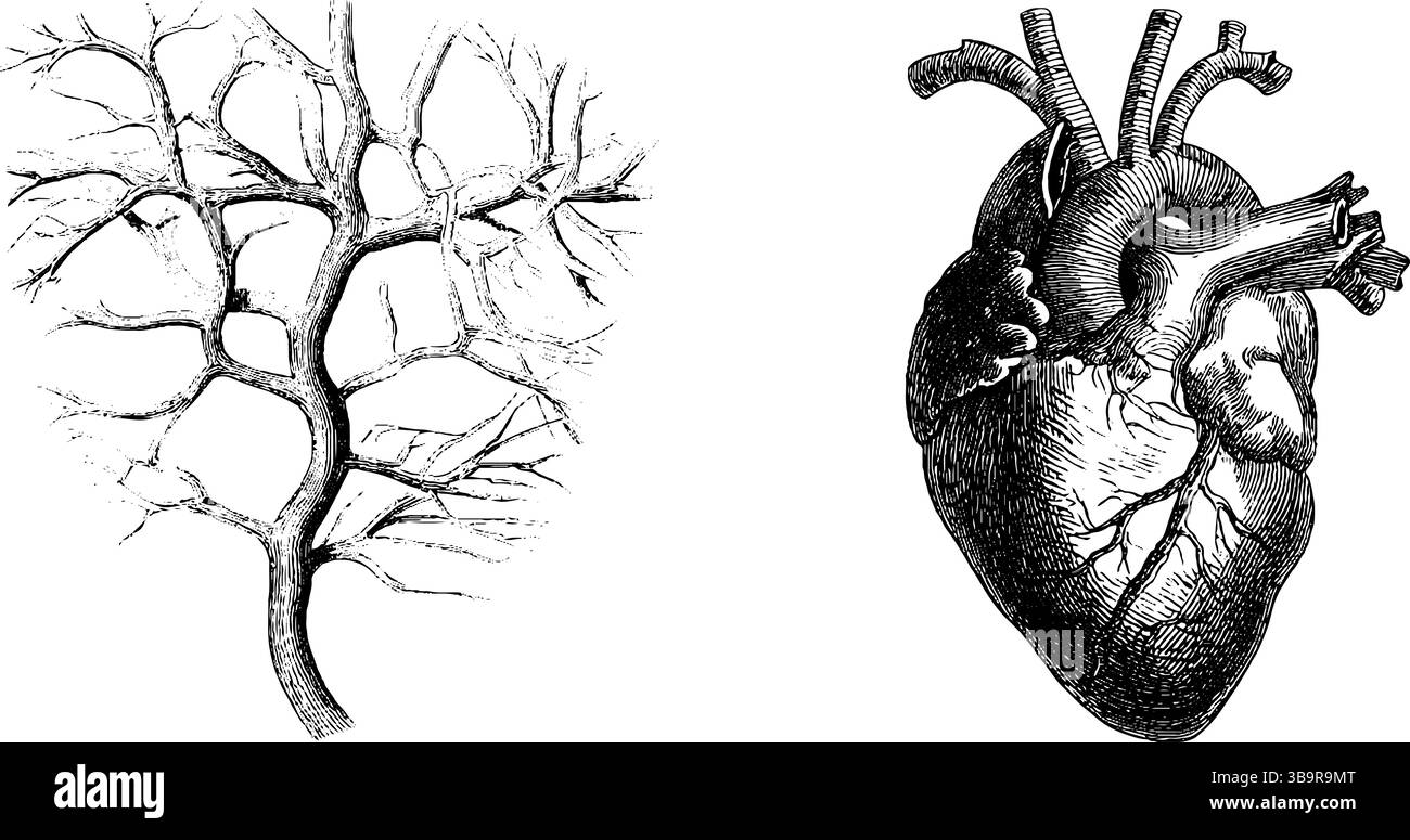 Illustration gravée vintage du réseau artériel et de l'anatomie cardiaque pour l'enseignement médical. Illustration de Vecteur