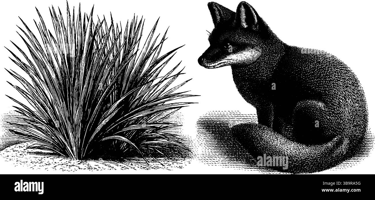 Illustration gravée du renard du désert et de la plante dans l'habitat naturel. Illustration de Vecteur