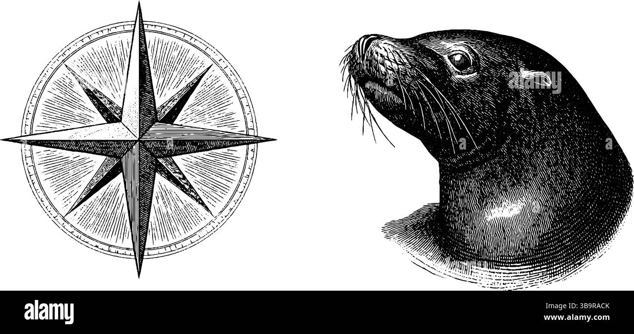 Gravure vintage d'étoile nautique et de lion de mer pour la conception et la décoration maritimes. Illustration de Vecteur