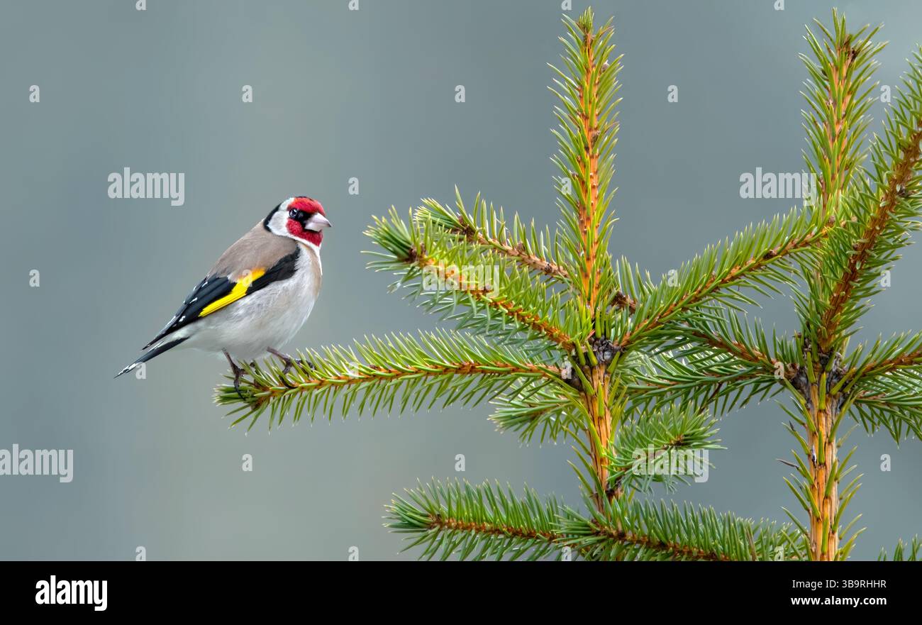 Un ordfinch (Carduelis Carduelis) dans un épicéa, espace copie, horizontal Banque D'Images