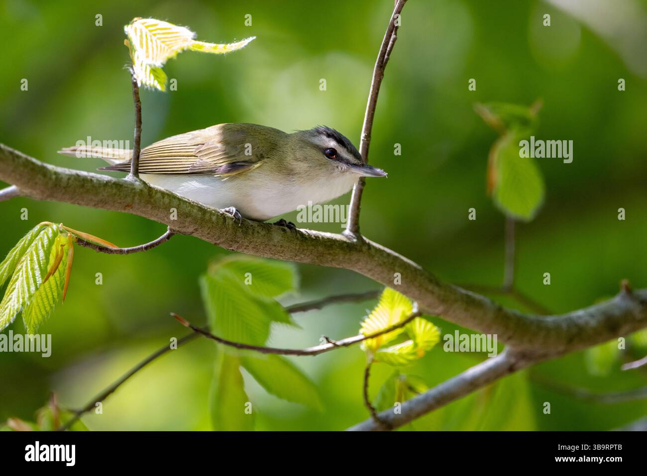 Viréo aux yeux rouges (Vireo olivaceus) - Brevard, Caroline du Nord, États-Unis Banque D'Images