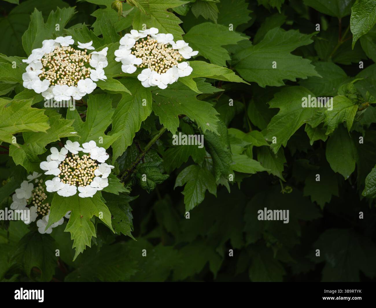 Une vue rapprochée de plantes à fleurs blanches avec des feuilles vertes luxuriantes en arrière-plan, mettant en valeur les pétales délicats et les grappes de petites fleurs blanches Banque D'Images