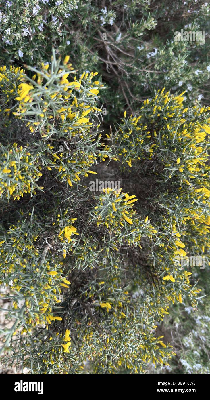 Gorse jaune-floraison Banque D'Images