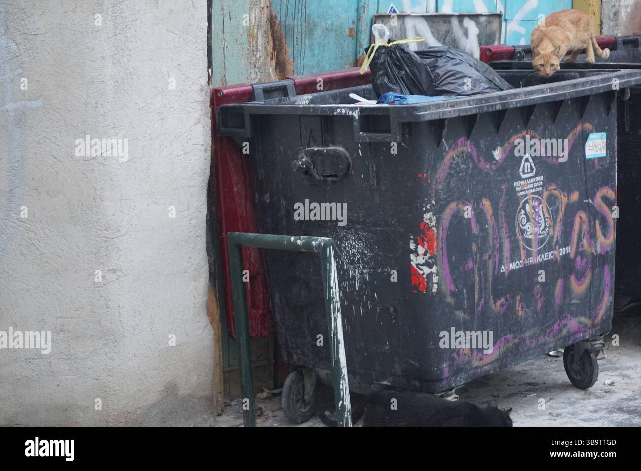 Les chats errants se nourrissent près d'une poubelle couverte de graffitis dans une ruelle de la ville, montrant la décomposition urbaine et la lutte des animaux. Banque D'Images