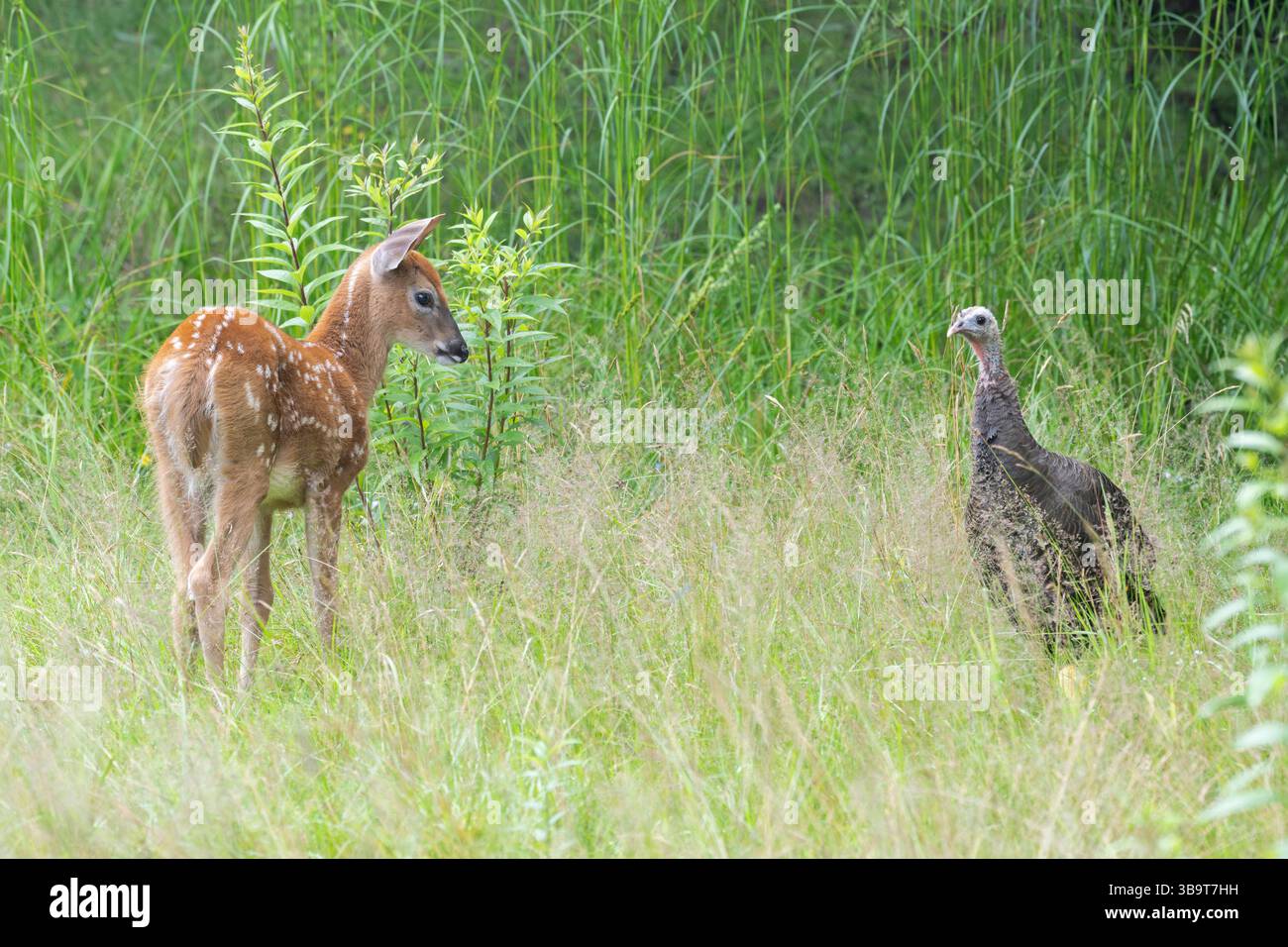Faon de l'année du cerf de Virginie (Odocoileus virginianus). Curieux d'une dinde sauvage ((Meleagris gallopavo). Juillet dans le parc national Acadia, Maine, Banque D'Images