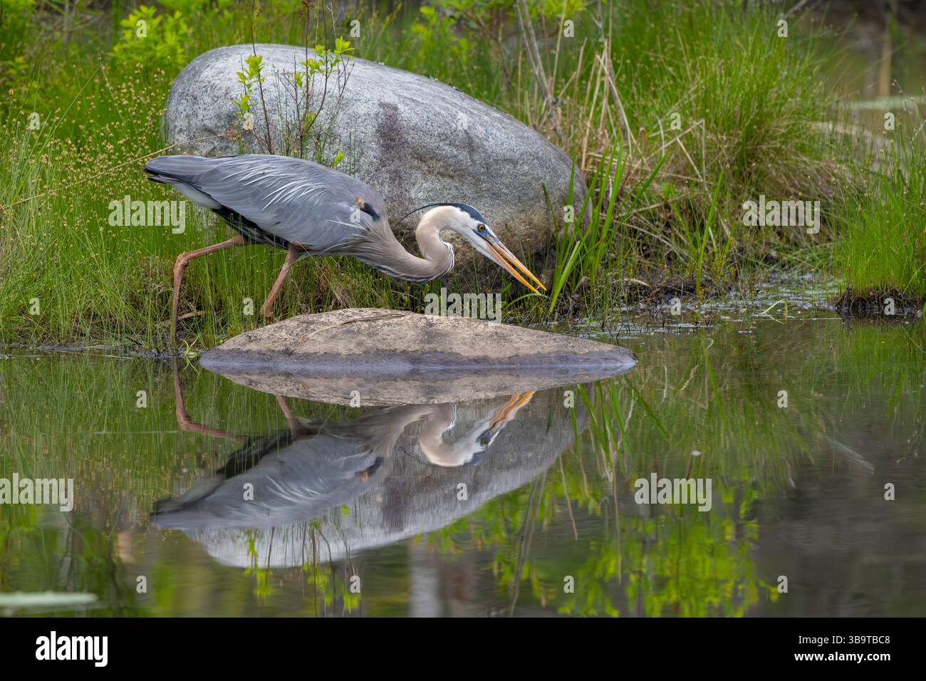Grand Héron bleu (Ardea herodias). Fin mai dans le parc national Acadia, Maine, États-Unis. Banque D'Images Grand Héron bleu (Ardea herodias). Fin mai dans le parc national Acadia, Maine, États-Unis. Banque D'Images